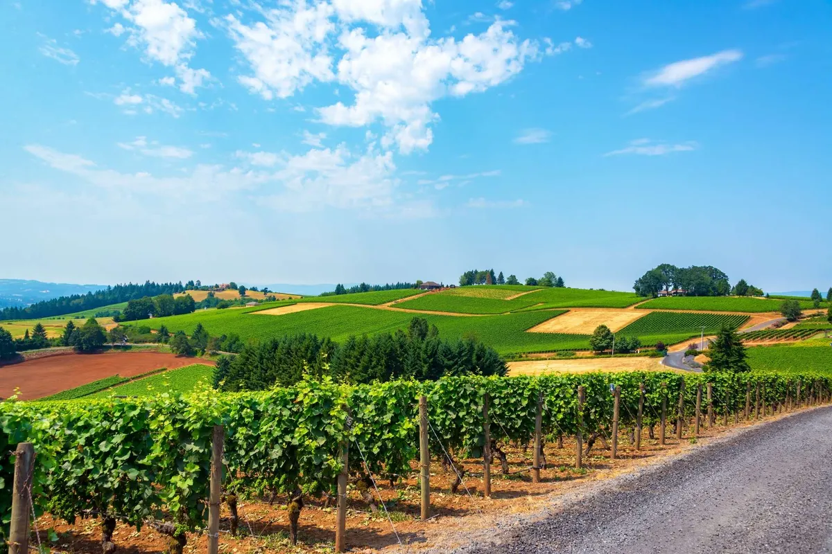 A sweeping view captures lush vineyards winding across gentle hills, framed by distant trees and a winding road beneath a cloudy sky. The expansive landscape evokes the heart of Oregon's celebrated wine country, inviting visitors to imagine tasting wine amidst stunning scenery.
