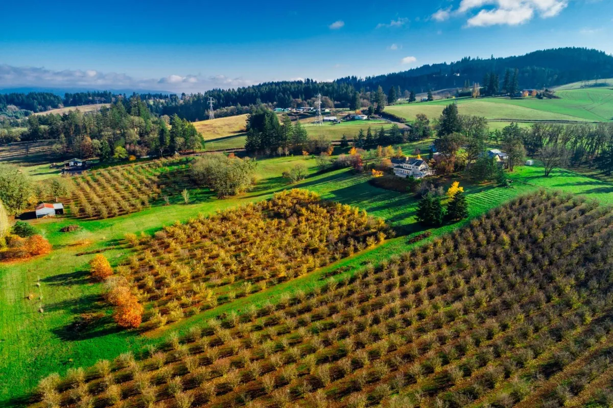 The image highlights tranquil hazelnut orchards and rolling hills dotted with distant houses and trees, bathed in soft natural light. It captures the agricultural beauty and serenity of the estate surroundings, reinforcing the connection to local produce and rustic charm.
